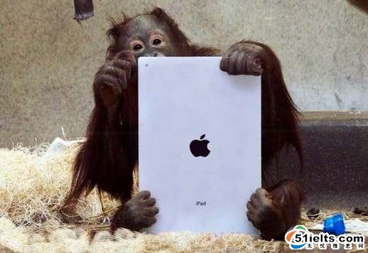 美加动物园猩猩也玩iPad