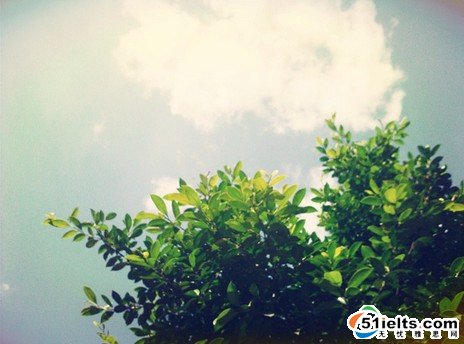 每日雅思词汇：树的相关表达
