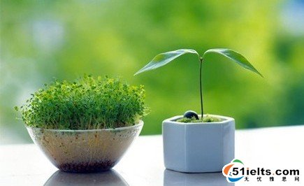 每日雅思词汇：“树”的种类