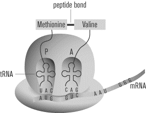 SAT2化学知识讲解：Protein Synthesis