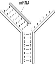 SAT2化学知识讲解:Protein Synthesis