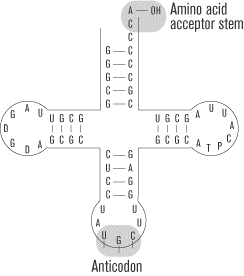 SAT2化学知识讲解:Protein Synthesis