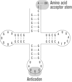 SAT2化学知识讲解：Protein Synthesis