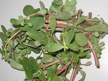 20101209192916.jpg