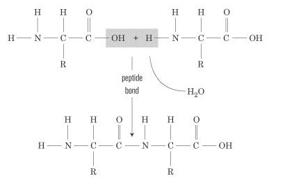 SAT2生物